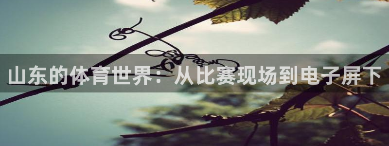 山东的体育世界：从比赛现场到电子屏下