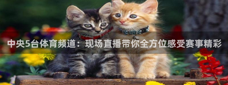 中央5台体育频道：现场直播带你全方位感受赛事精彩